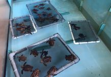 Imagem deprimente mostra tartaruga marinha morta com 104 pedaços de plástico na barriga
