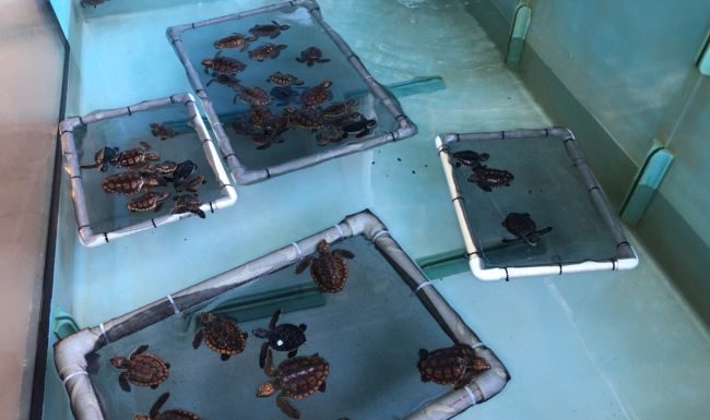 Imagem deprimente mostra tartaruga marinha morta com 104 pedaços de plástico na barriga