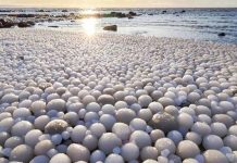 Milhares de gloriosos 'ovos de gelo' aparecem na praia finlandesa