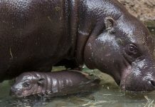 Bebê hipopótamo-pigmeu nascido no zoológico de San Diego, conquista a internet com fofura