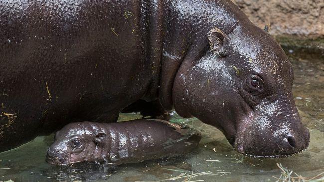 Bebê hipopótamo-pigmeu nascido no zoológico de San Diego, conquista a internet com fofura