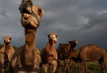 Caçadores australianos matam 10.000 camelos selvagens de helicópteros em meio à seca cada vez maior