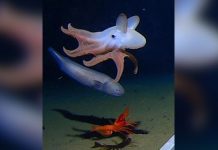 Os cientistas capturam o polvo mais profundo do mundo em vídeo. E é adorável.