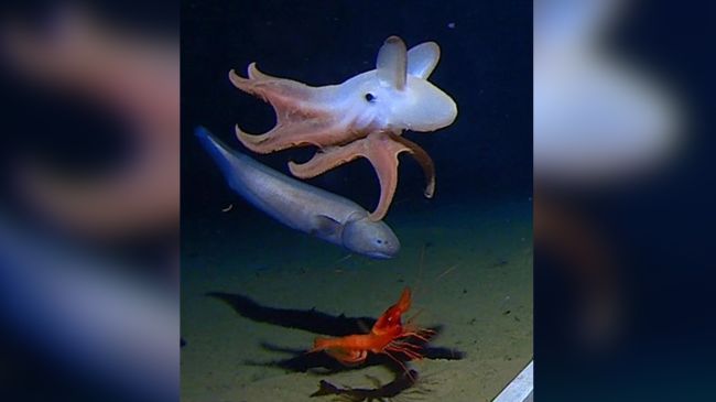 Os cientistas capturam o polvo mais profundo do mundo em vídeo. E é adorável.