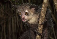 Bizarro aye-aye de Madagascar tem 6 dedos em cada mão, descobrem os cientistas