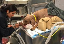 Cão de guarda ruim, Doberman come três relógios e perde a hora de parar