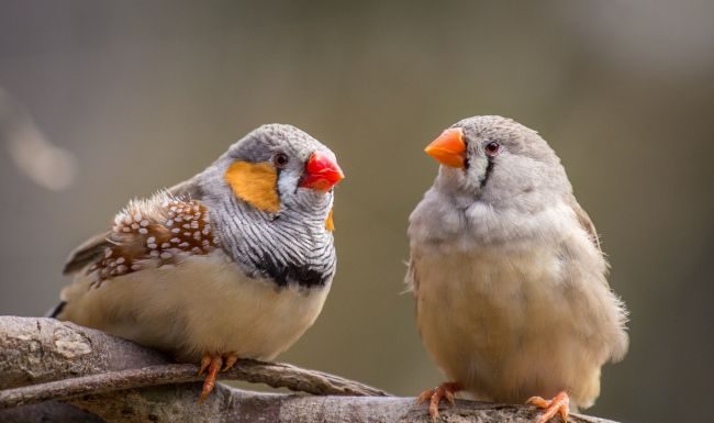 Cientistas implantam falsas memórias no cérebro de pássaros