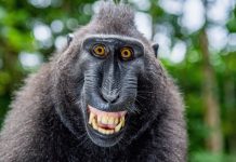 Neurocientistas descobrem 'mecanismo da consciência' escondido no cérebro de macacos
