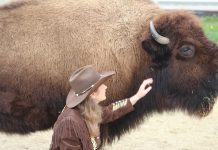 Uma mulher decidiu vender seu bisonte na internet e conseguiu um bom lar para ele