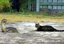 O gato mais corajoso do mundo treme ao lado de uma cascavel