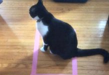 Gato que gosta de quadrados no Twitter inspira pais curiosos