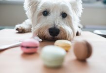 8 cães e as coisas loucas que eles comeram