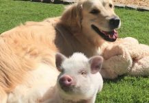 Este leitão ama tanto a melhor amiga do cão que acha que é um filhote