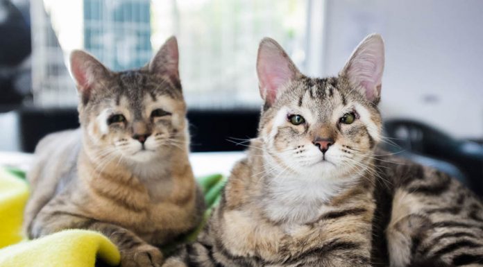 Gatinhos gêmeos que nasceram sem pálpebras encontram lar definitivo