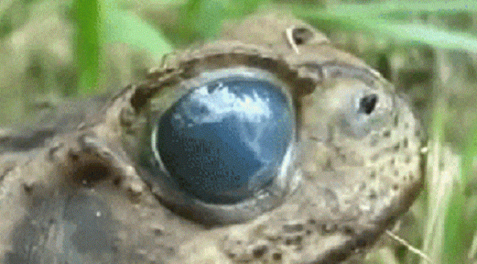 Homem descobre parasita encontrado em olhos de anfíbios que pode afetar olhos humanos