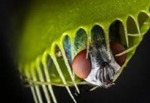 Veja como as plantas se tornaram comedores de carne