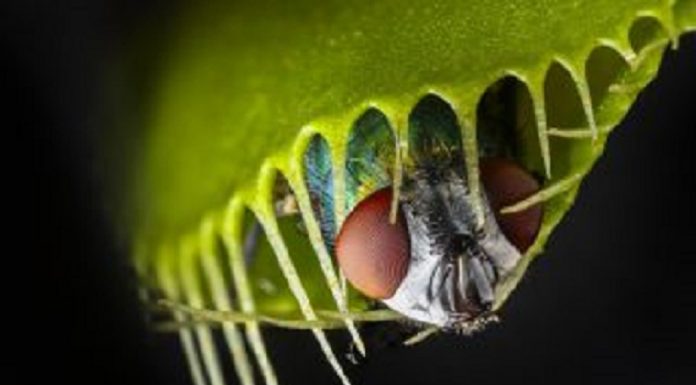 Veja como as plantas se tornaram comedores de carne