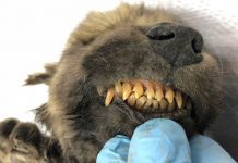 Filhote mumificado morreu na Sibéria há 18.000 anos ... e pode ser um lobo (ou algo parecido)
