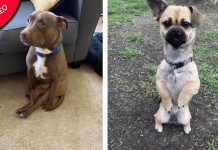 Fotos de Pitbull sentado como um humano adorável tornam-se viral