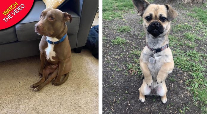 Fotos de Pitbull sentado como um humano adorável tornam-se viral