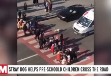Cão vira-lata aparece para ajudar crianças em idade pré-escolar a atravessar a rua com segurança todos os dias