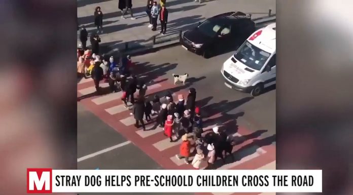 Cão vira-lata aparece para ajudar crianças em idade pré-escolar a atravessar a rua com segurança todos os dias