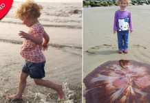 Menina de 5 anos fica famosa por achar água-viva gigante na praia de Gales