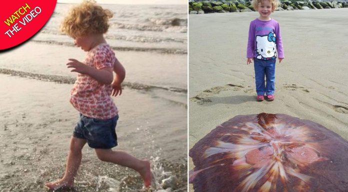 Menina de 5 anos fica famosa por achar água-viva gigante na praia de Gales