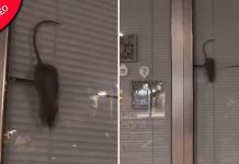 Rato enorme avistado na janela da sorveteria em cenas agitadas