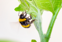 Abelhas famintas por pólen mordem 'meia-lua' nas plantas para fazê-las florescer