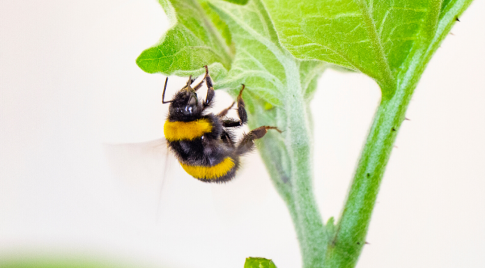 Abelhas famintas por pólen mordem 'meia-lua' nas plantas para fazê-las florescer