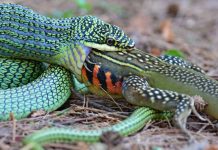 Qual é o maior animal que uma cobra pode engolir?
