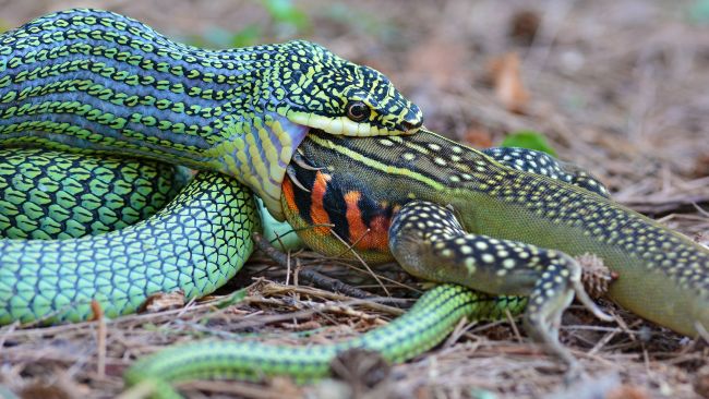 Qual é o maior animal que uma cobra pode engolir?