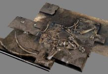 Restos de 300.000 anos de espécies de elefantes são descobertos na Alemanha