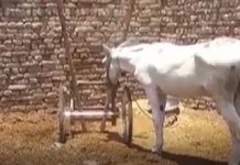 Burro no Paquistão é preso por acusações de jogo