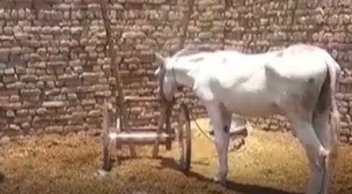 Burro no Paquistão é preso por acusações de jogo