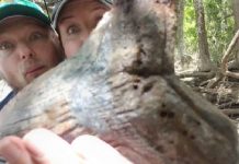 Casal encontra enorme dente fossilizado de Megalodon na Carolina do Sul