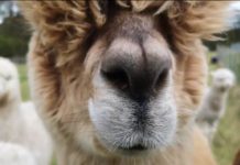 Doe para instituições de caridade para uma reunião de zoom com algumas alpacas