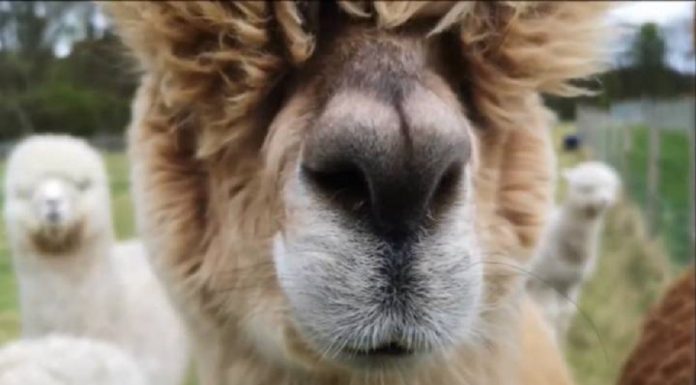 Doe para instituições de caridade para uma reunião de zoom com algumas alpacas