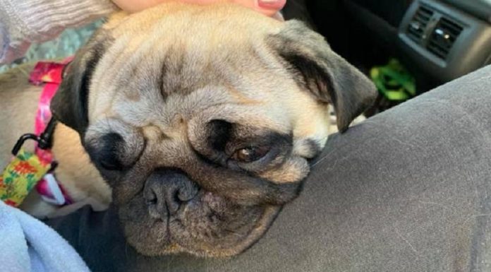 Pug adoece após comer fezes humanas 'contendo cogumelos mágicos'