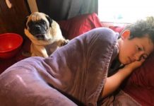 Mulher diz que Pug faz cocô intencionalmente sobre suas coisas favoritas quando ele está com raiva