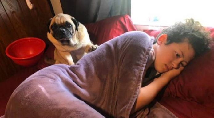 Mulher diz que Pug faz cocô intencionalmente sobre suas coisas favoritas quando ele está com raiva