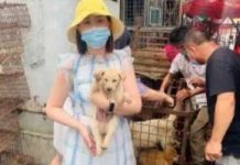 Mercados chineses vendem carne de cachorro antes do festival, apesar de novas diretrizes