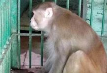 Macaco embriagado fica agressivo e passará o resto de sua vida na prisão