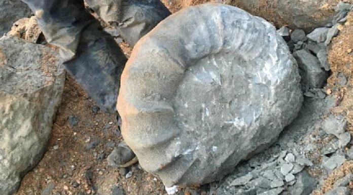 Estudantes universitários descobrem enorme fóssil de amonita de 50 kg na ilha de Wight