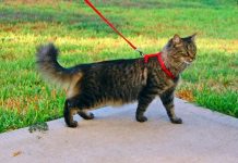 Conselho Australiano Quer Forçar Proprietários a Colocar o Gato na Coleira Quando Estão Fora
