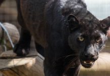 Carcaça de ovelhas despojada na área onde 'Pantera' foi vista na semana passada
