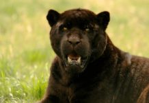 Polícia de Gloucestershire que investiga a vista de uma pantera negra
