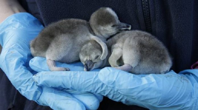 Supermercado Islândia adota todos os pinguins de Humboldt no zoológico de Chester