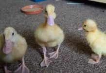Mulher diz que chocou três patinhos de ovos que comprou em Waitrose